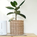Do Air Purifiers Really Remove Smells from Rooms?